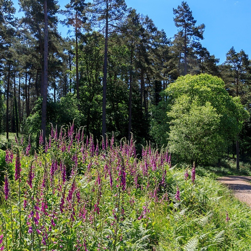 Forest Foxgloves No 4 - Square Canvas