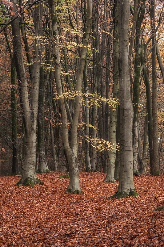 Autumn Forest - Autumn