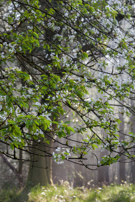 Wild Cherry Blossom - Spring