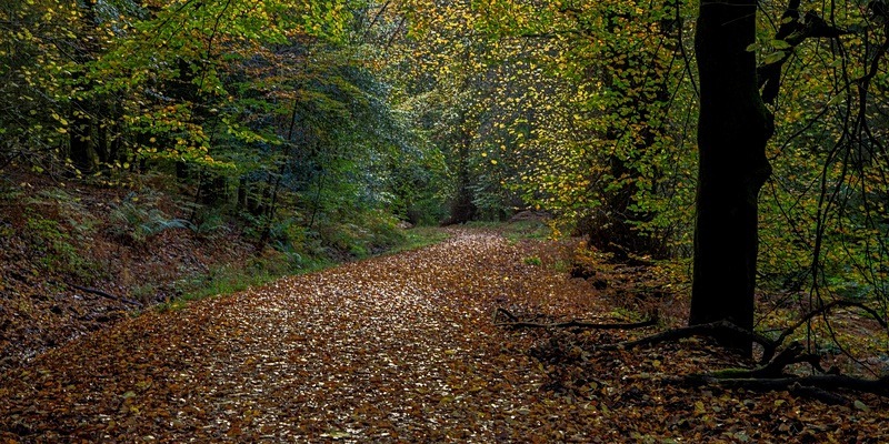 Down the Forest Track - Panoramic Canvas