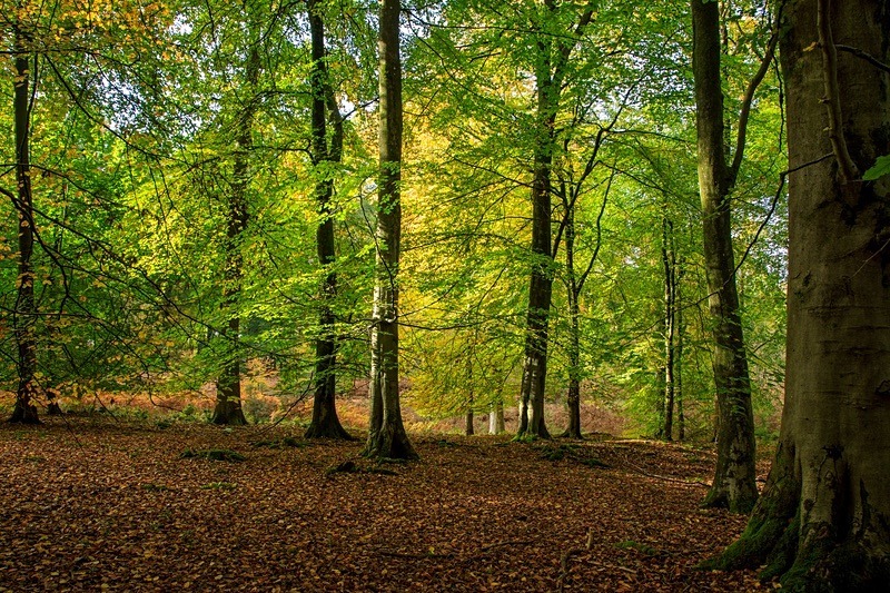 Mid Autumn Colours - Autumn