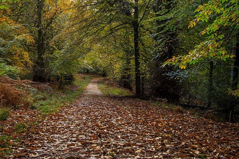 Down the Forest Track - Autumn