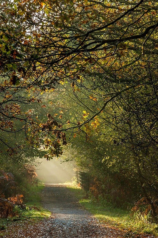 Late Autumn Sunbeams - Most Popular Images