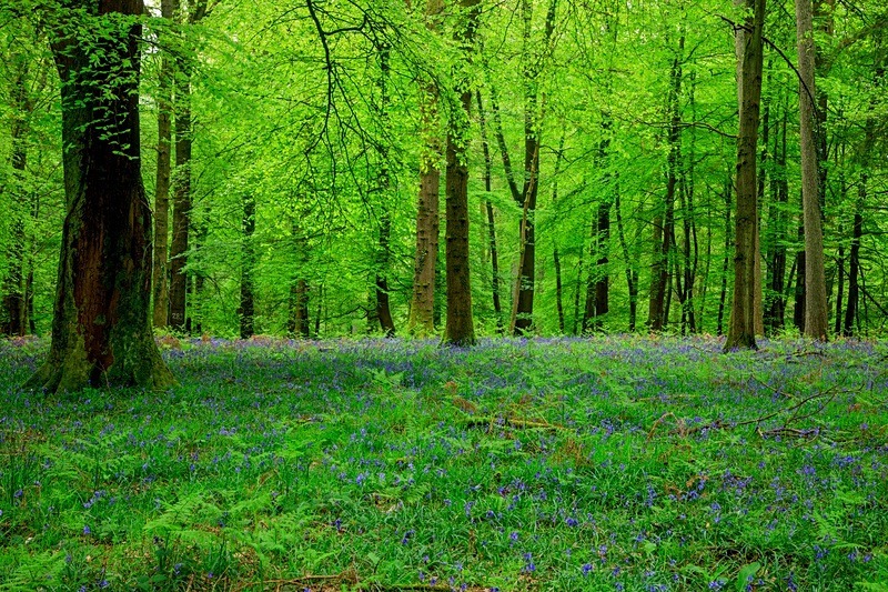 Beech Wood Bluebells - Spring
