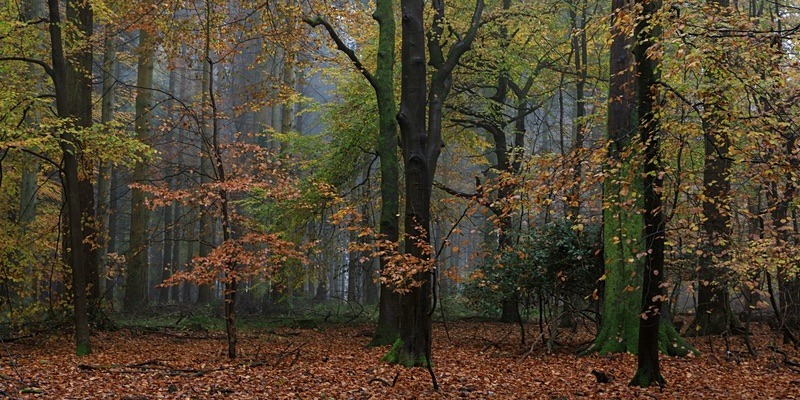 Misty Autumn Woodland No. 6 - Panoramic Canvas