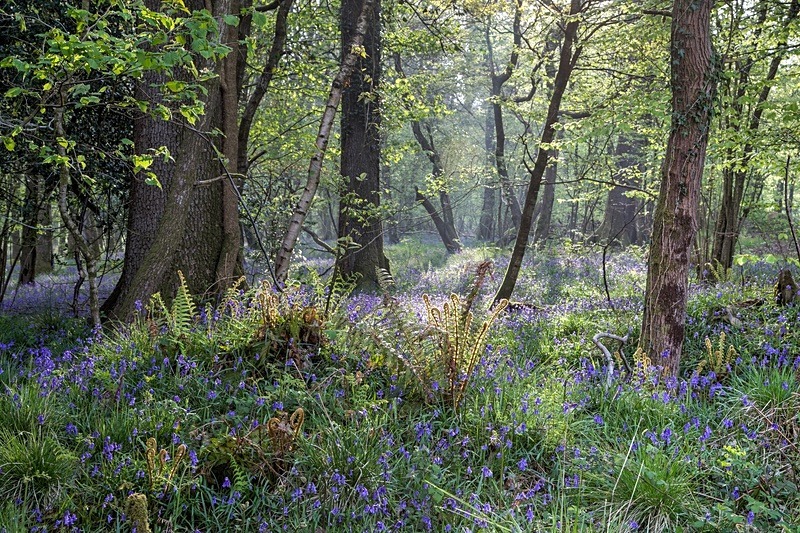 Spring Glade - Most Popular Images