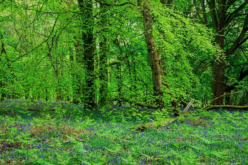 Beech Wood Bluebells No.2 - Spring