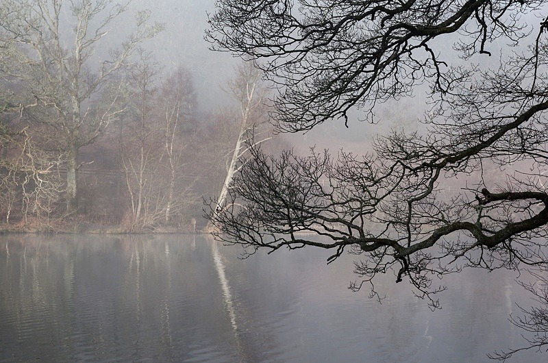 Misty Winter Reflections - Winter