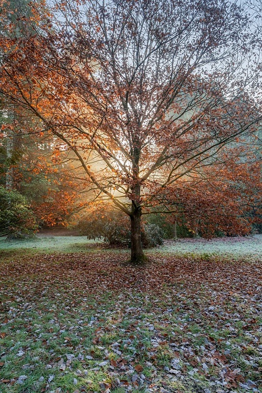 Autumn Sunburst - Autumn