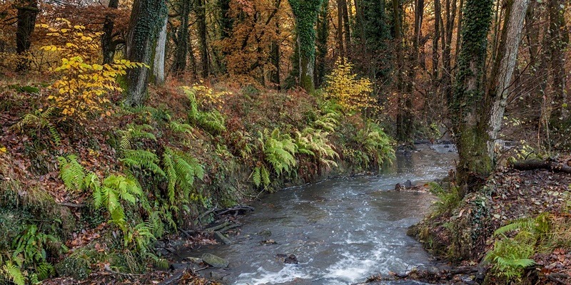 Autumn along Cannop Brook - Panoramic Canvas