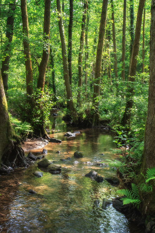 Summer Stream - Summer