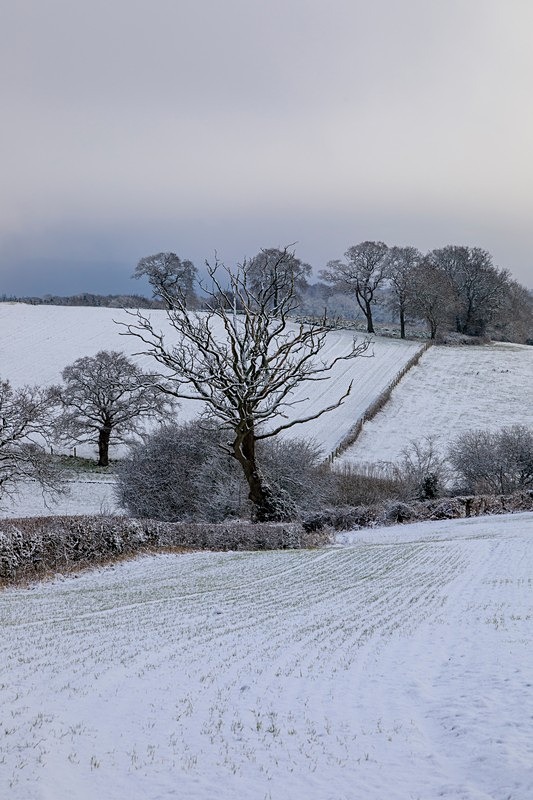 Rural Snowy Landscape - Winter