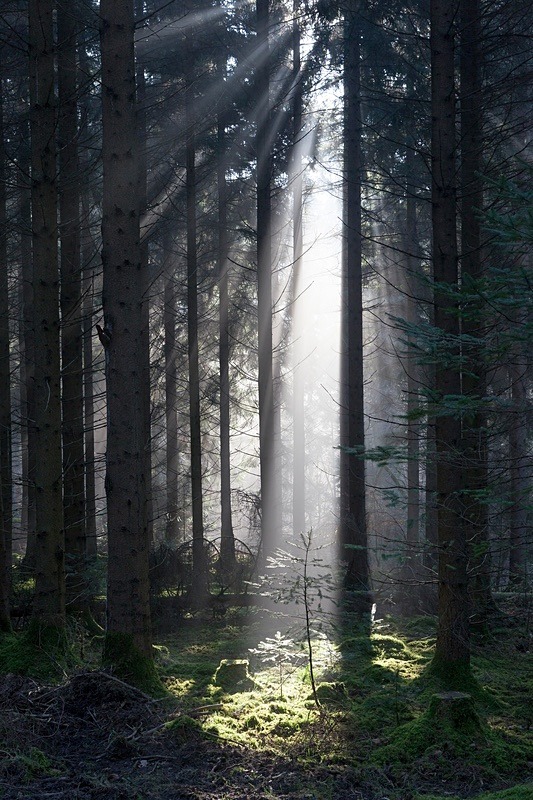 Illuminated Spruce - Winter