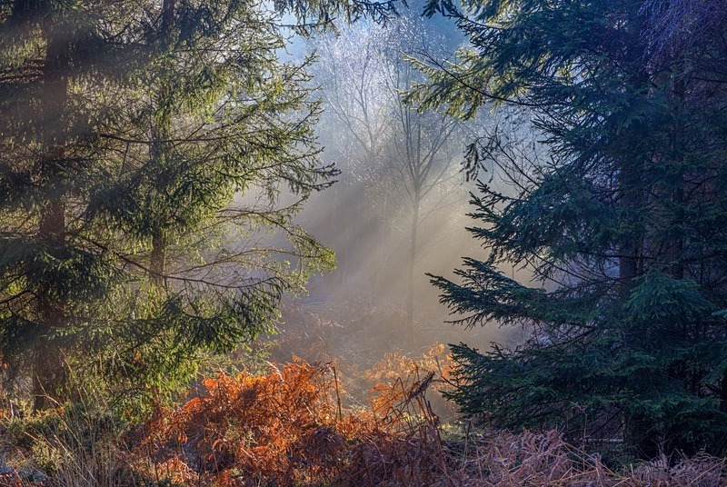 Late Winter Sunbeams - Winter