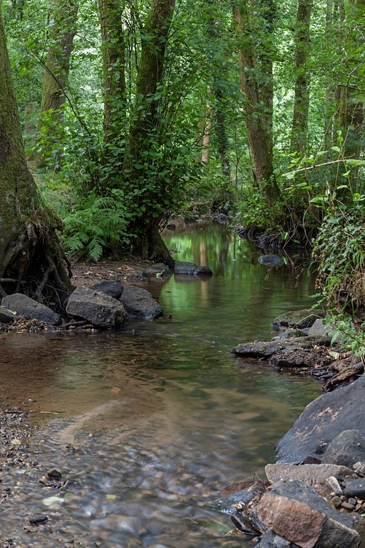Blackpool Brook – 4 - Summer
