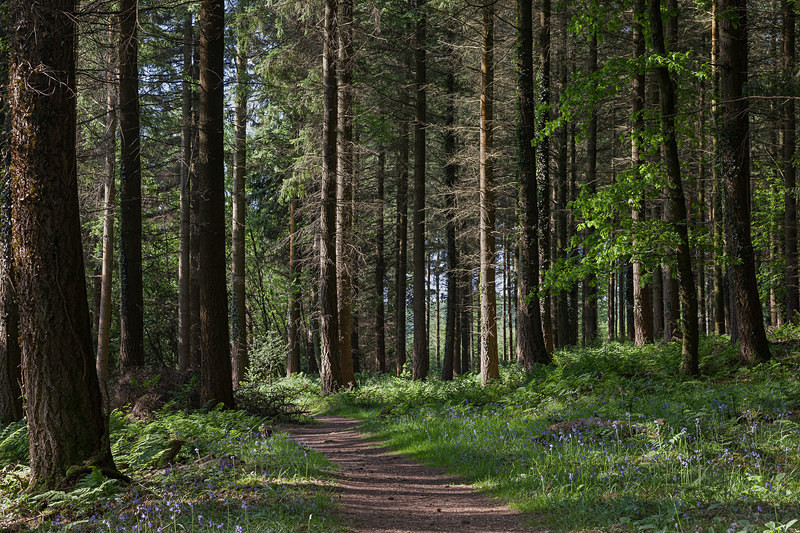 Spruce Woodland Path - Spring