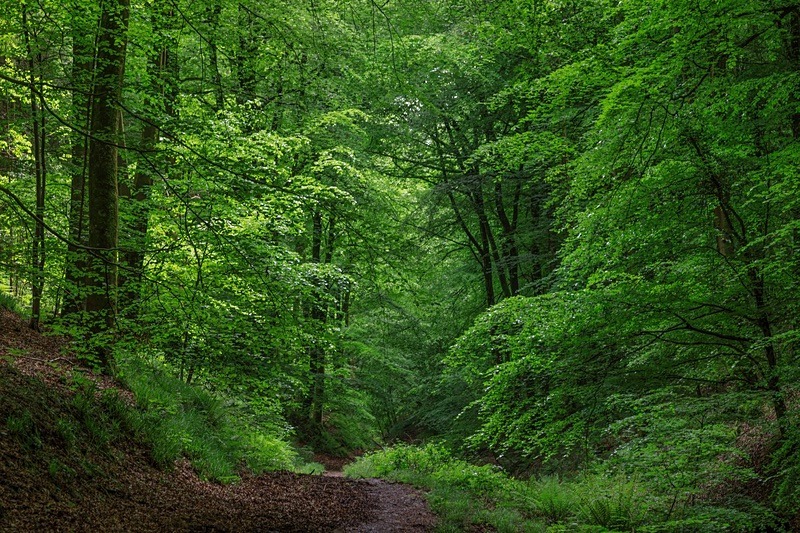 Ten Acre Wood No 2 - Spring