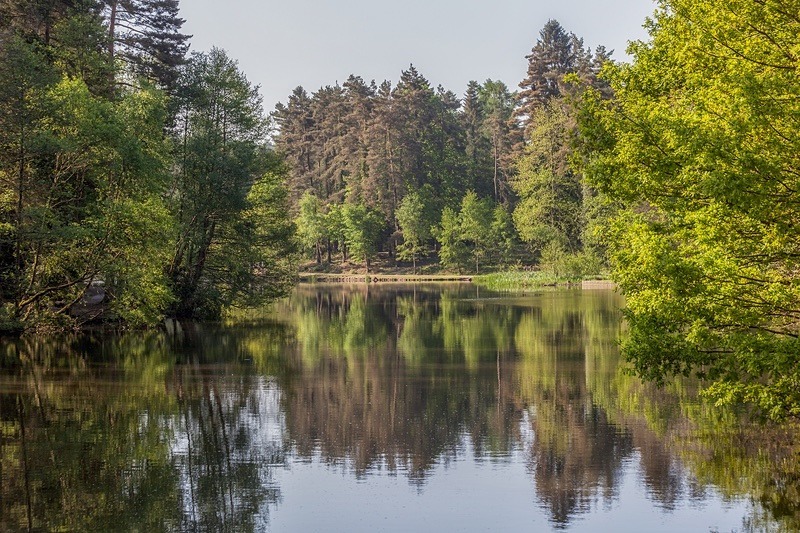 Spring Reflections - Spring