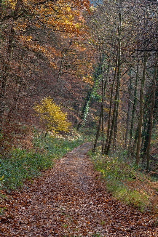 Autumn Forest Track - Autumn