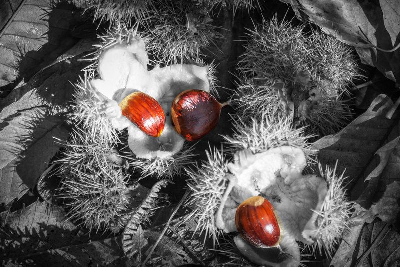 Selective Chestnuts - Mainly Black & White