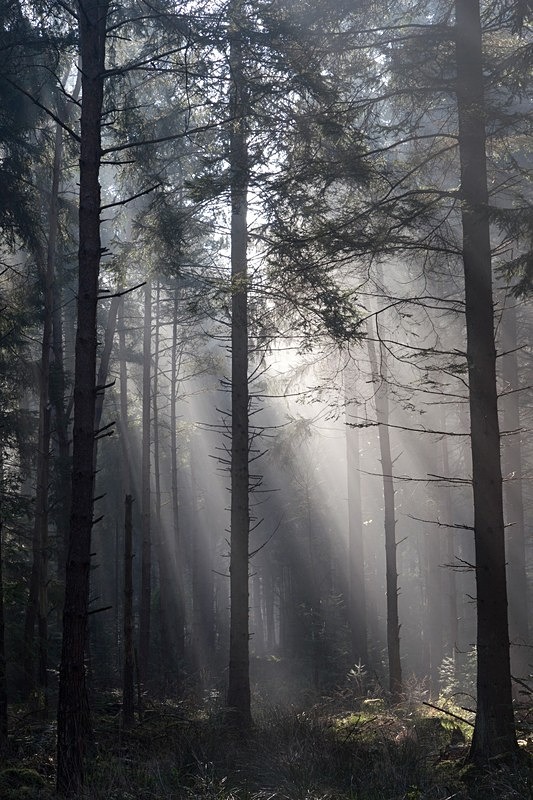 Illuminated Forest - Spring