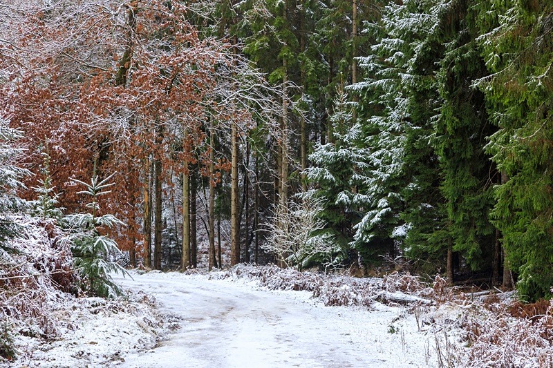 Snowy Woodland Walk No. 2 - Winter