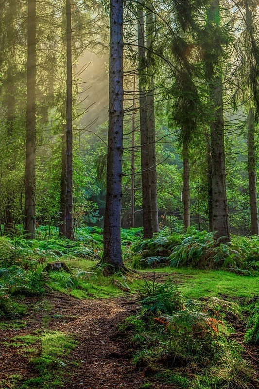 Early Autumn Sunrays - Autumn