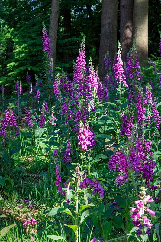 Forest Foxgloves - Summer