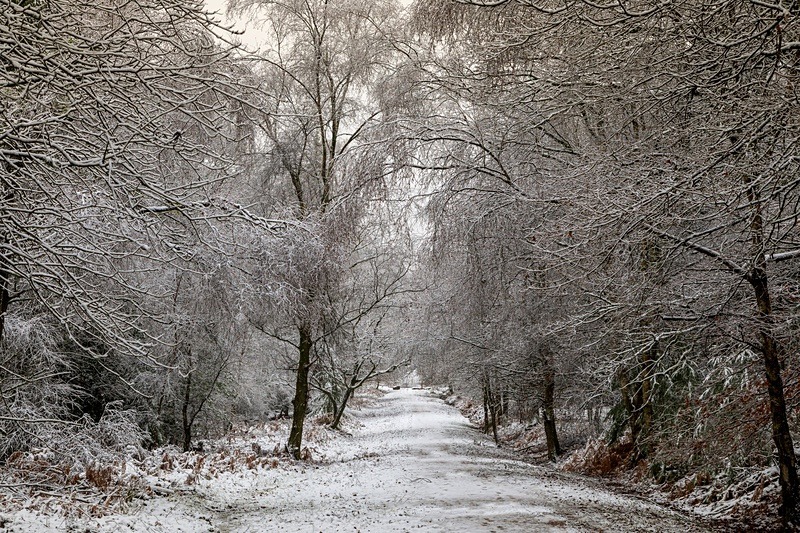 Snowy Woodland Walk No. 6 - Winter