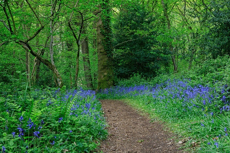 Cadora Woods - Spring