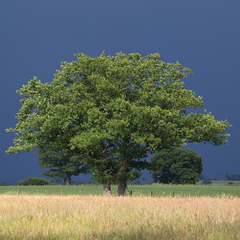 Before the Thunder Storm - Square Canvas
