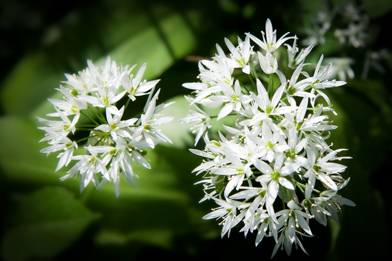 Wild Garlic - Spring