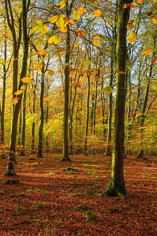 Autumn walk in Abbots Wood - Autumn