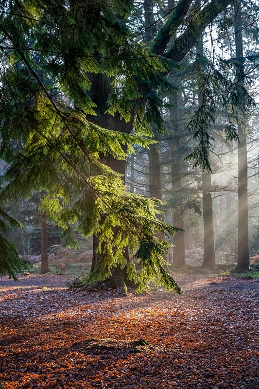 Autumn Sunbeams - Autumn