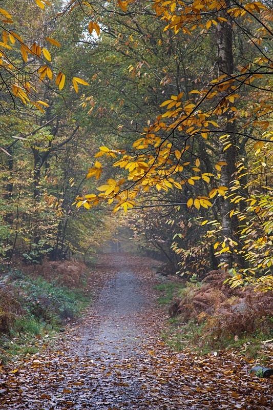 Autumn Footpath - Most Popular Images