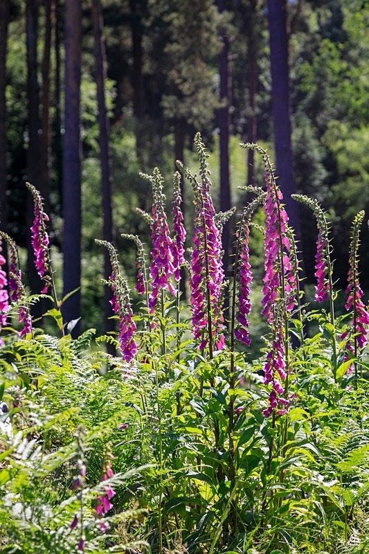 Forest Foxgloves No 2 - Summer