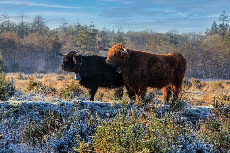Highland Cattle - Winter