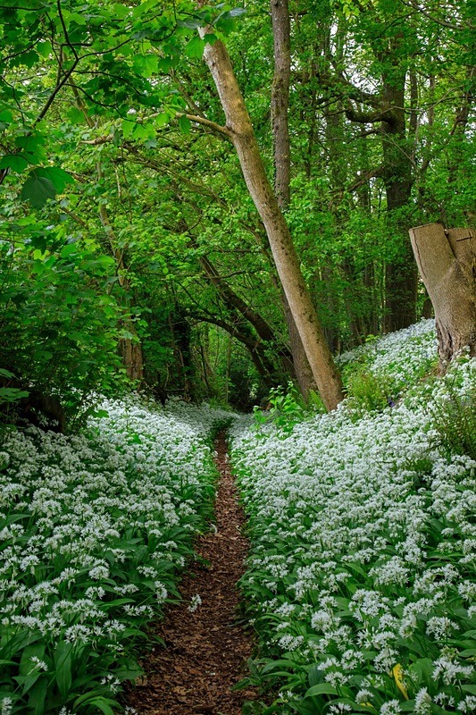 Cadora Woods - Spring