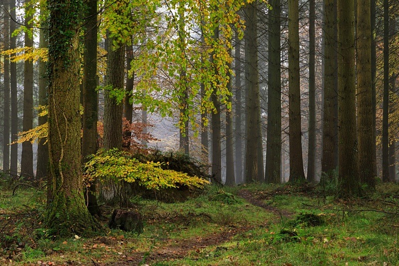 Misty Autumn Woodland No.1 - Autumn