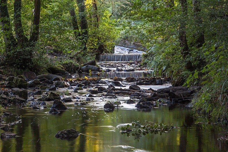 Cannop Brook Reflections - Autumn