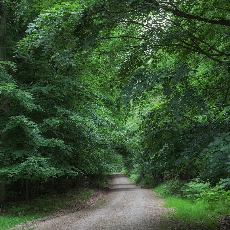 Shady Beech Path 1 - Square Canvas