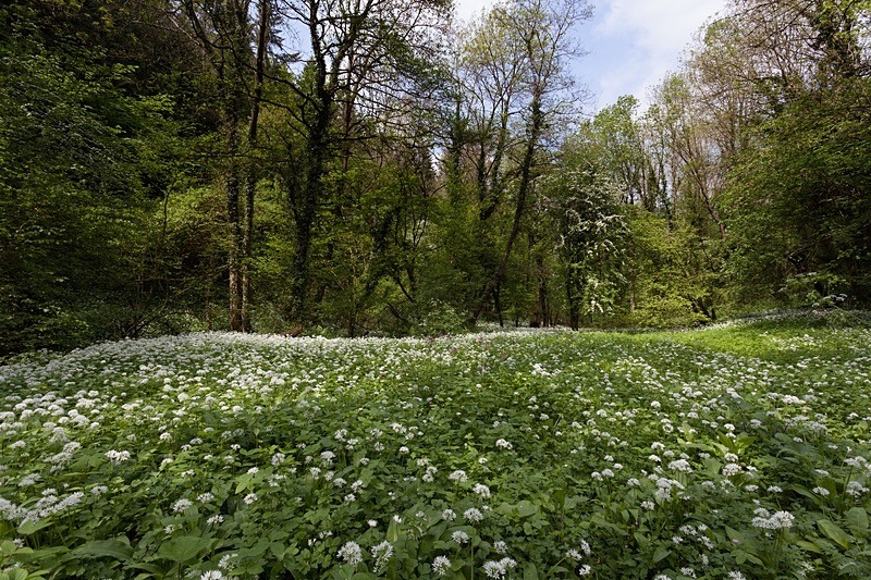 Spring Garlic - Spring