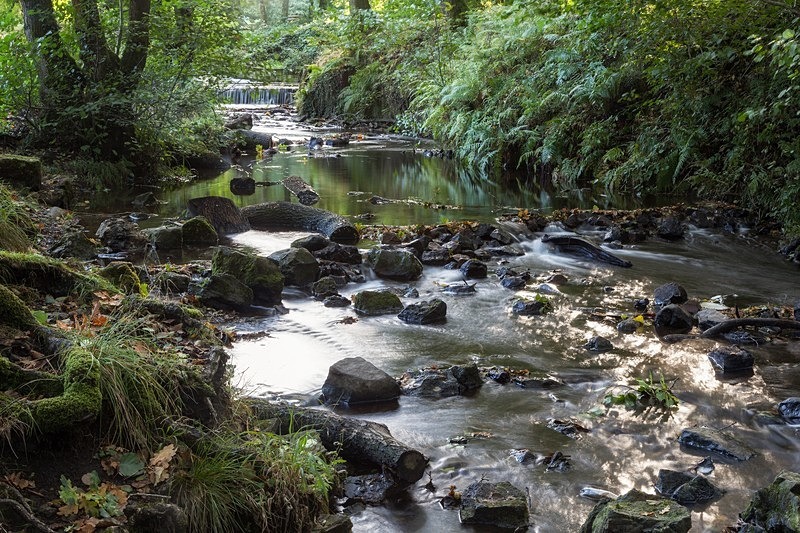 Cannop Brook - 2 - Autumn