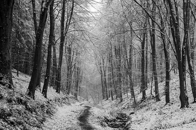 Winter Woodland 4 - Mainly Black & White