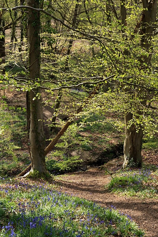 Looking towards the Stream - Spring