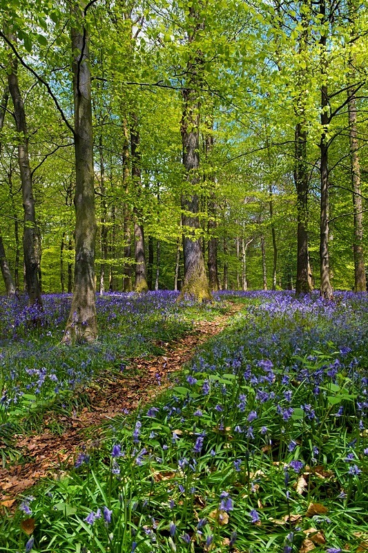 Bradley Hill Bluebells - Spring