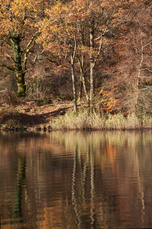 Golden Pond -2 - Autumn
