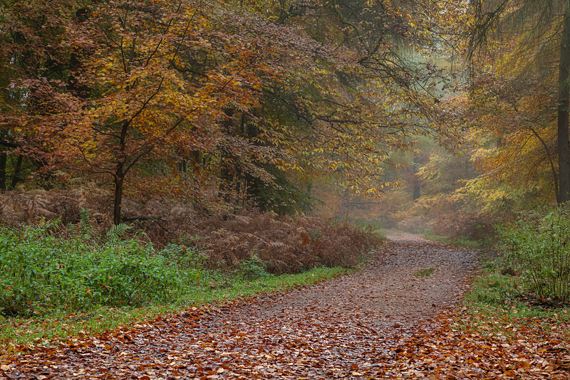 Down the Forest Track - Autumn