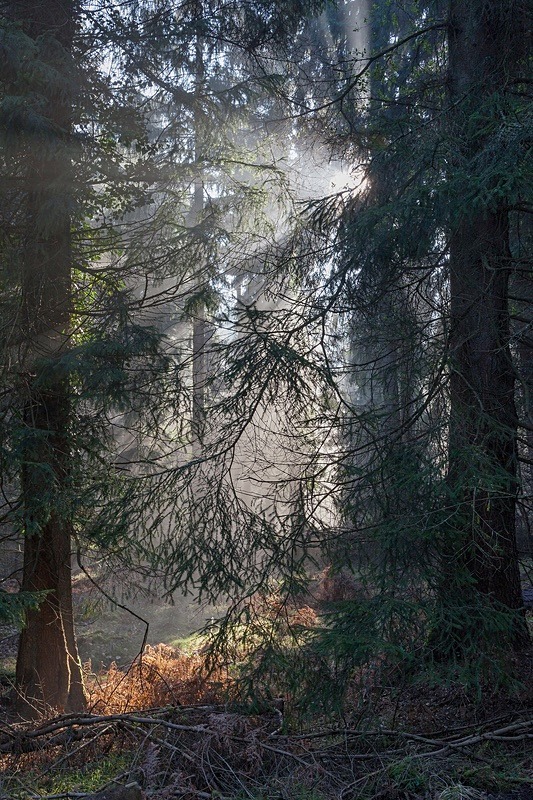 Illuminated Spruce - Winter