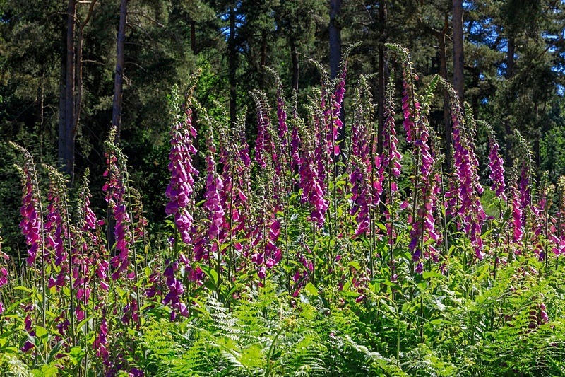Forest Foxgloves No 3 - Summer
